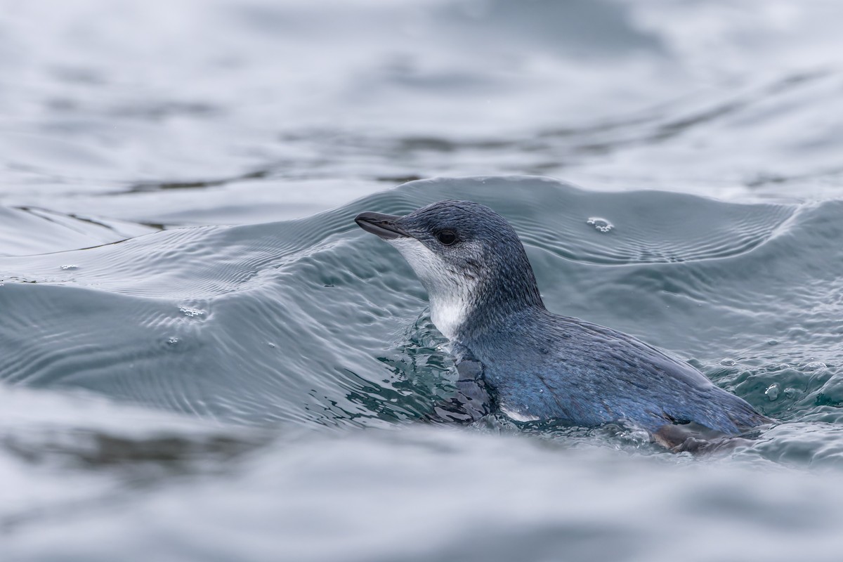 コビトペンギン - ML647381543