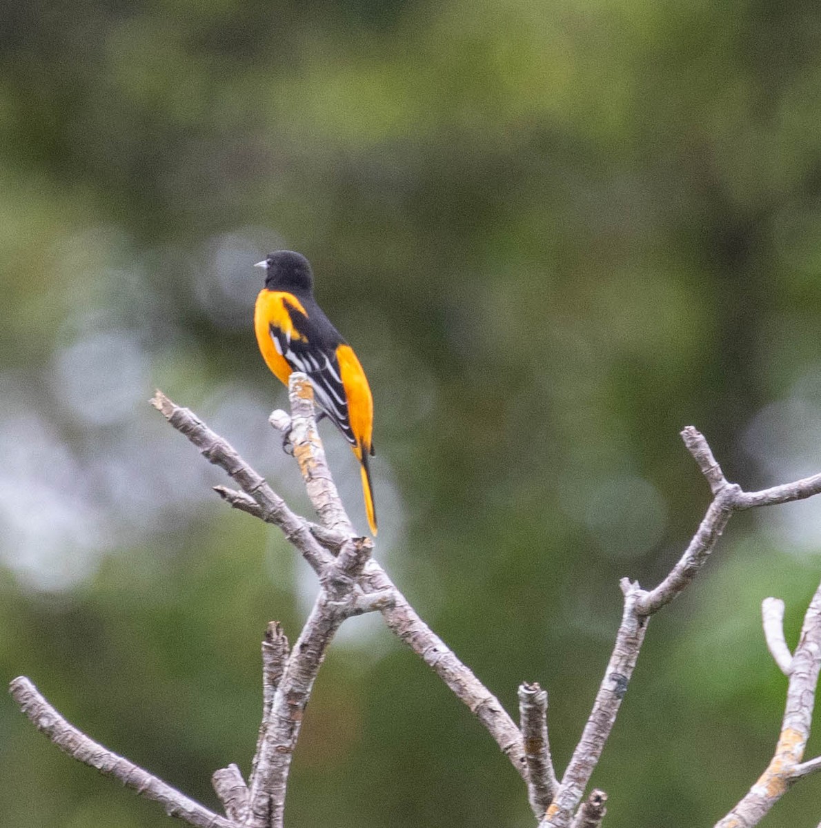 Балтиморский трупиал - ML647381551