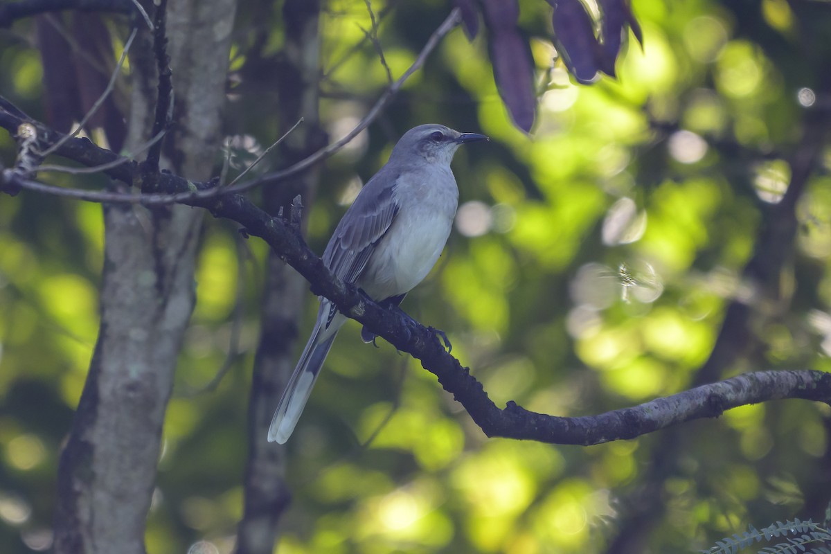 Tropikal Taklitçi - ML647381552