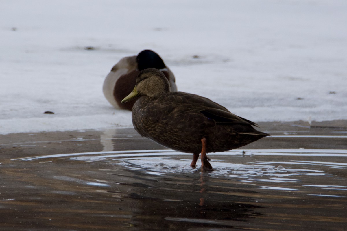 American Black Duck - ML647381556
