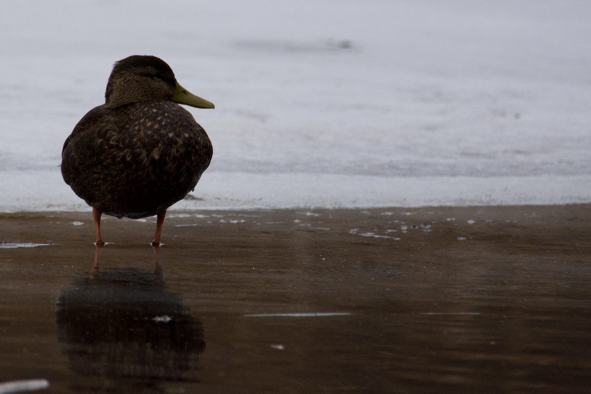 American Black Duck - ML647381557
