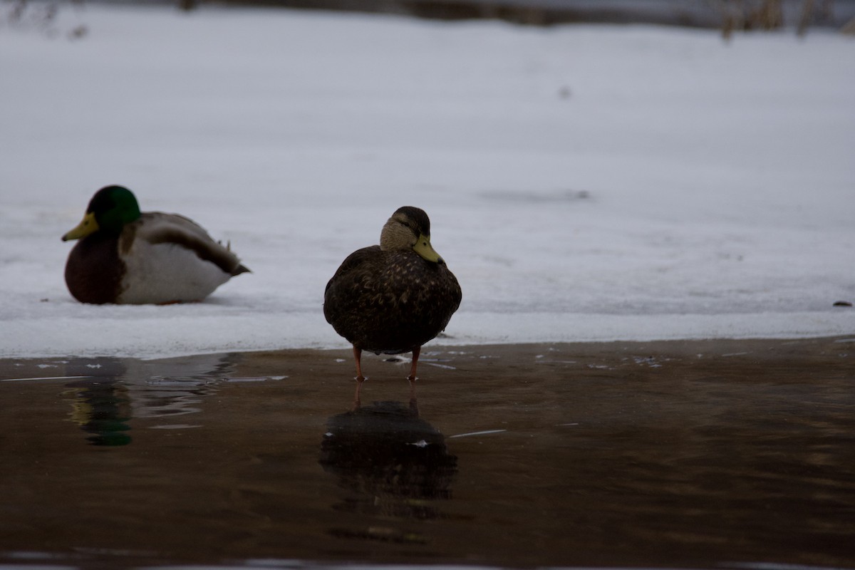 American Black Duck - ML647381558