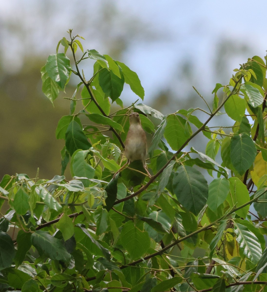 シマセンニュウ - ML647381562