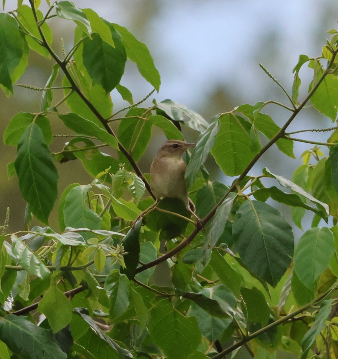 シマセンニュウ - ML647381563