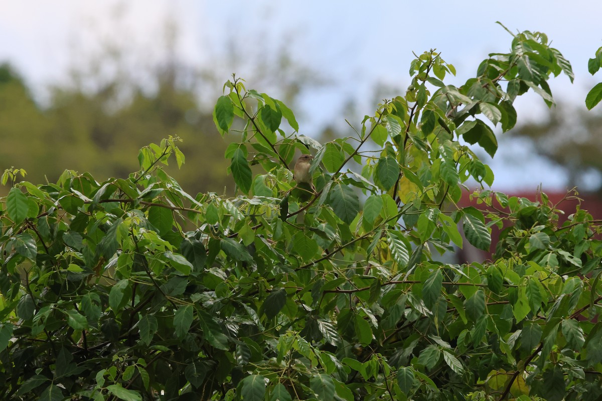 シマセンニュウ - ML647381564