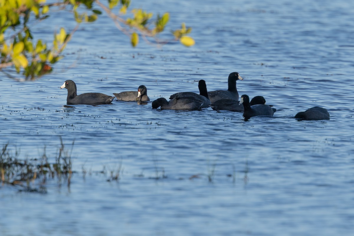 Лиска американська - ML647381565