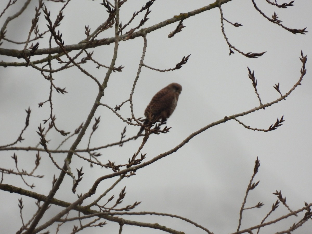 Turmfalke - ML647381569