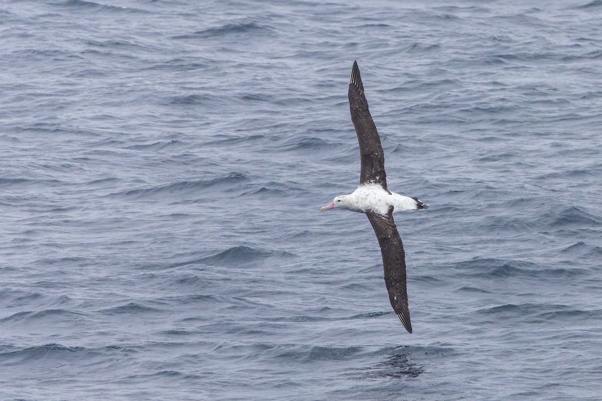 Antipodean Albatross (New Zealand) - ML647381573
