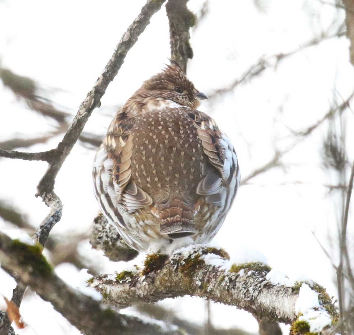 jeřábek kanadský - ML647381574