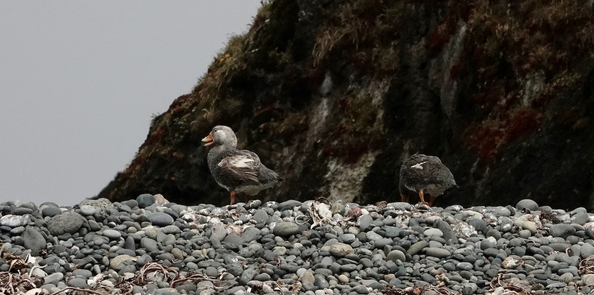 オオフナガモ（チロエ島） - ML647381588