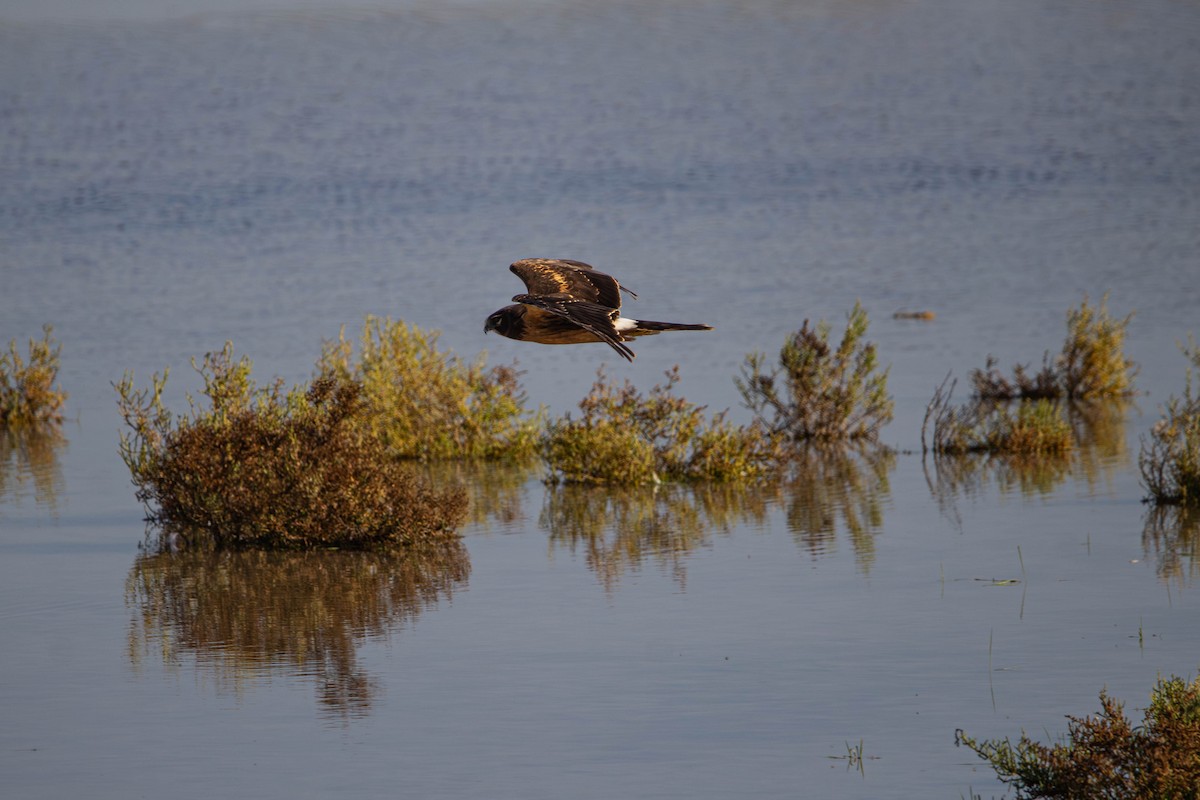 Northern Harrier - ML647381592