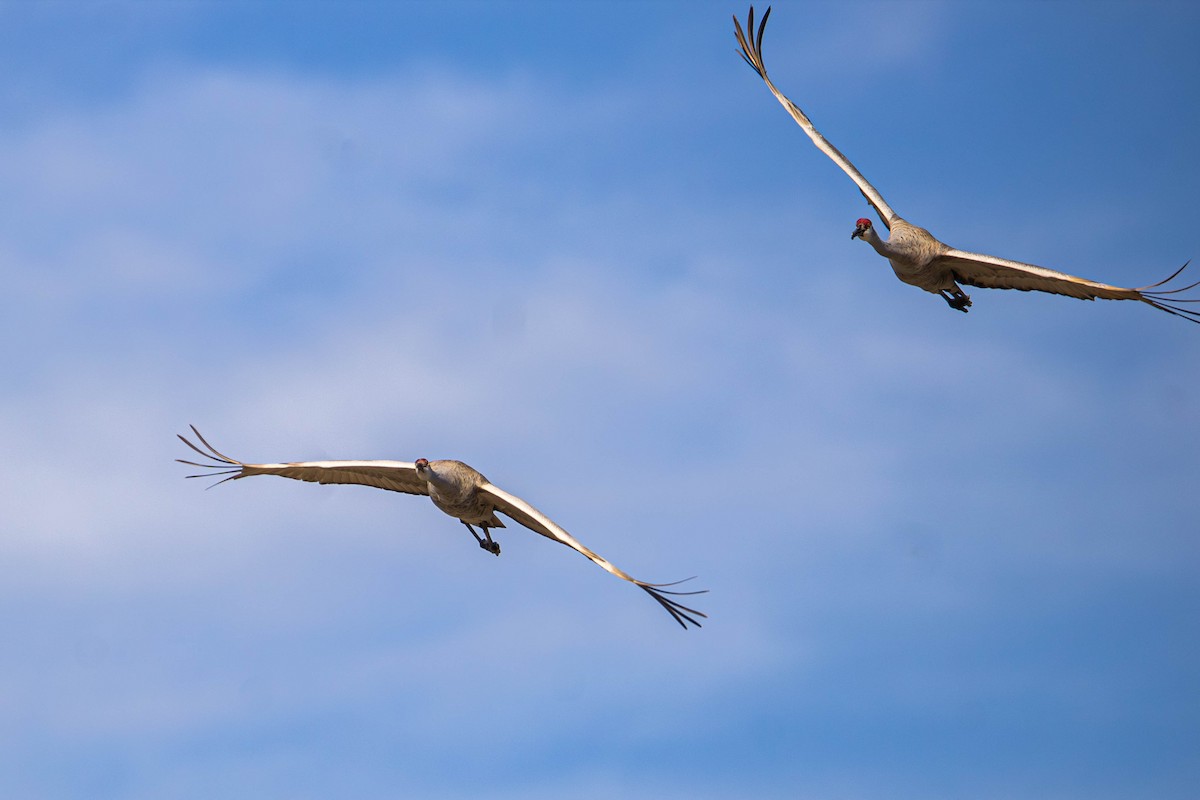 Sandhill Crane - ML647381607