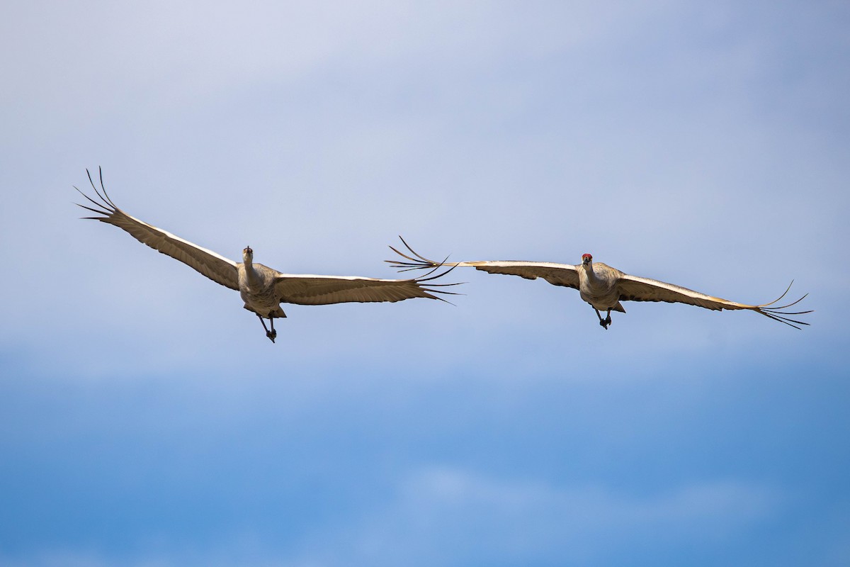 Sandhill Crane - ML647381608