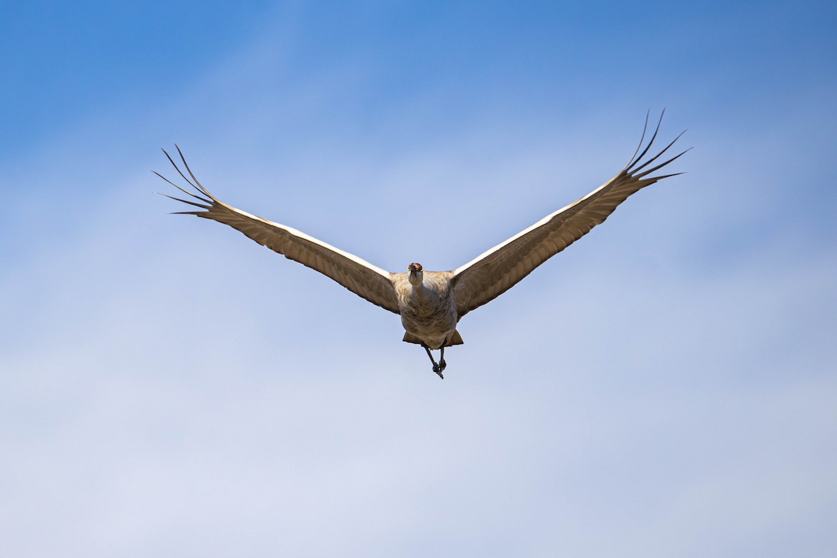 Sandhill Crane - ML647381609
