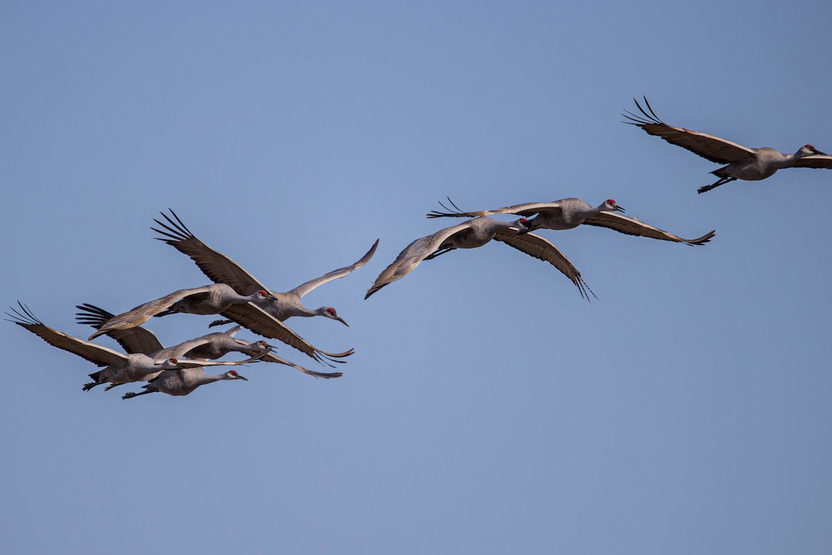 Sandhill Crane - ML647381610