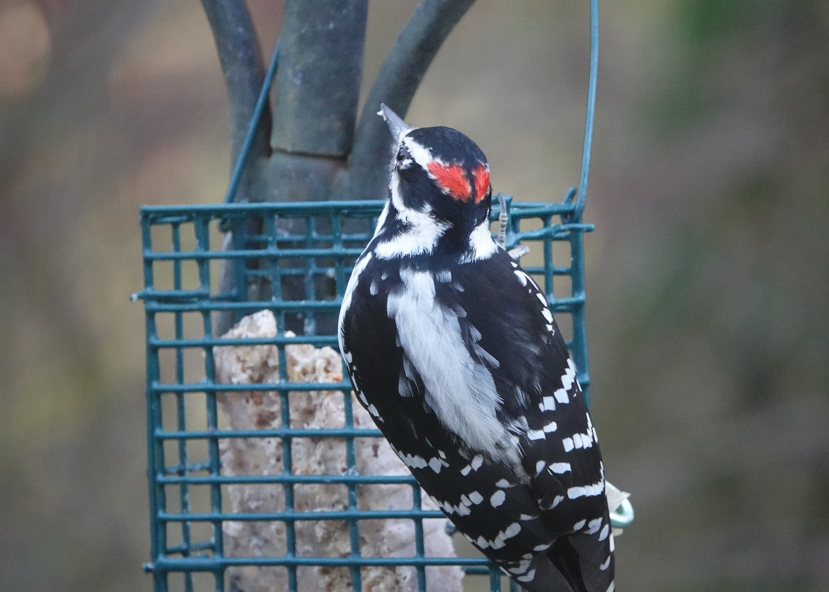 Hairy Woodpecker - ML647381620