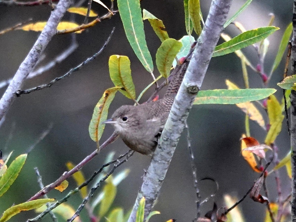 Northern House Wren - ML647381630