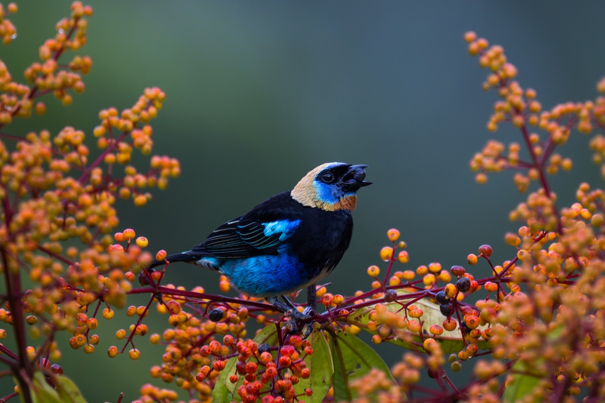 Golden-hooded Tanager - ML647381642