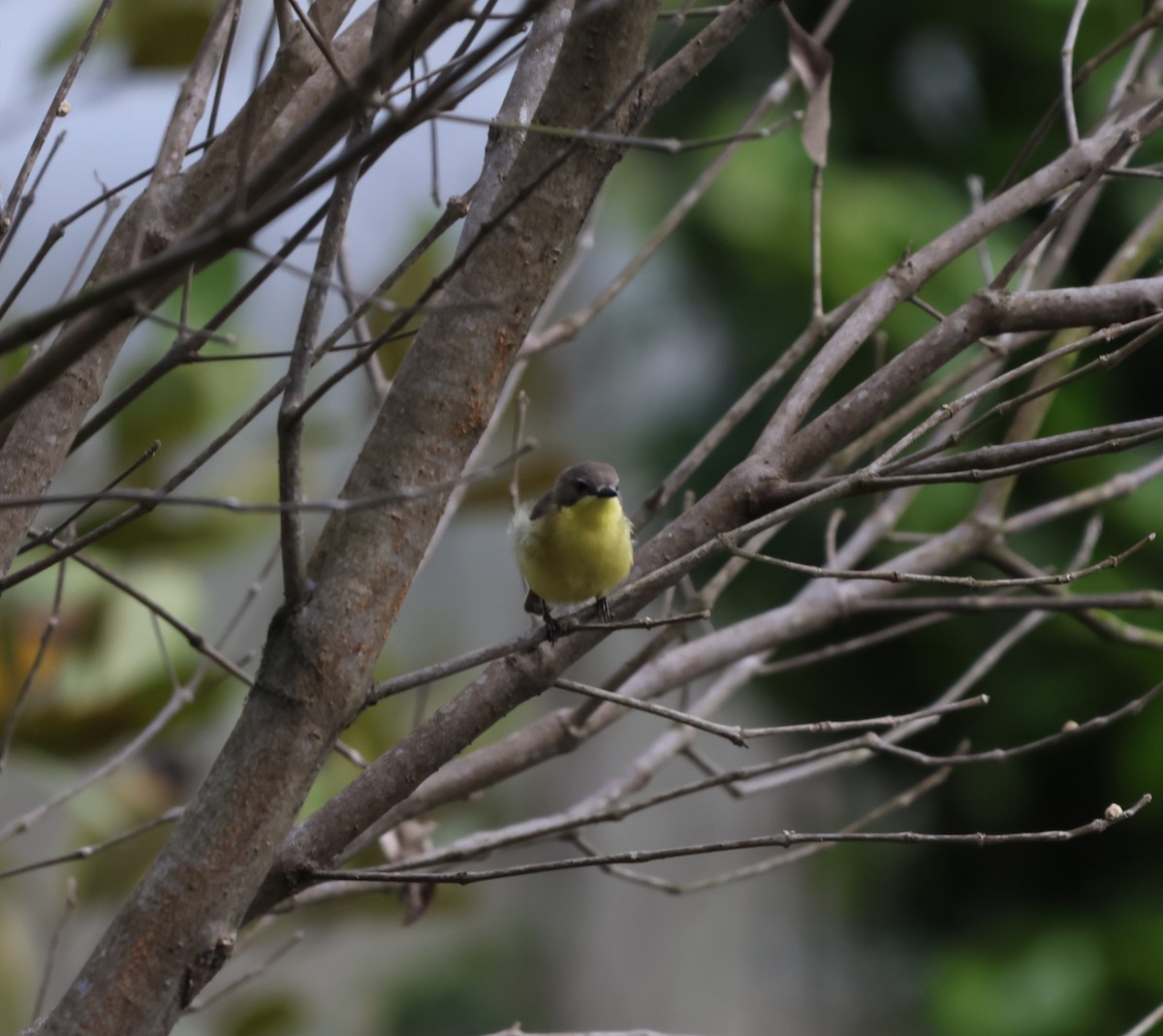 マレーシアセンニョムシクイ - ML647381643