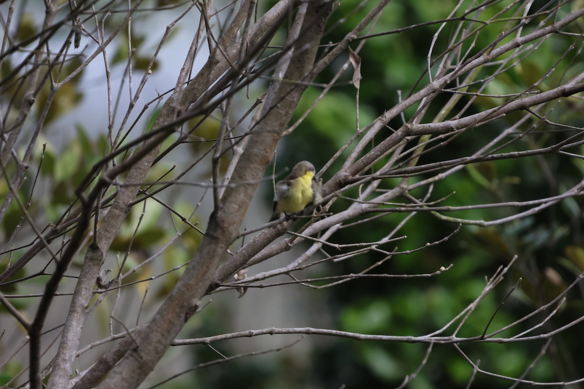 マレーシアセンニョムシクイ - ML647381645