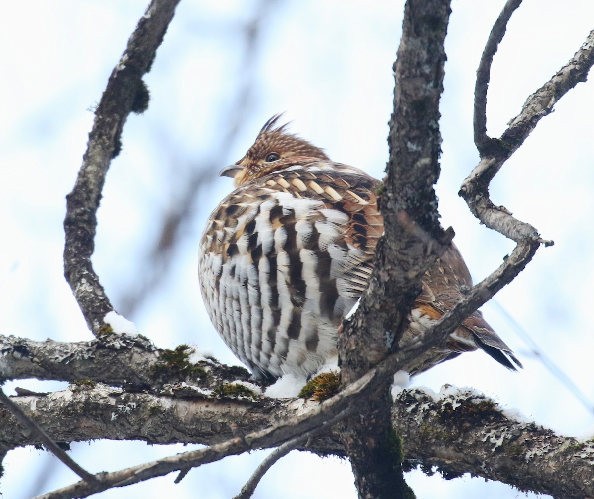 jeřábek kanadský - ML647381654