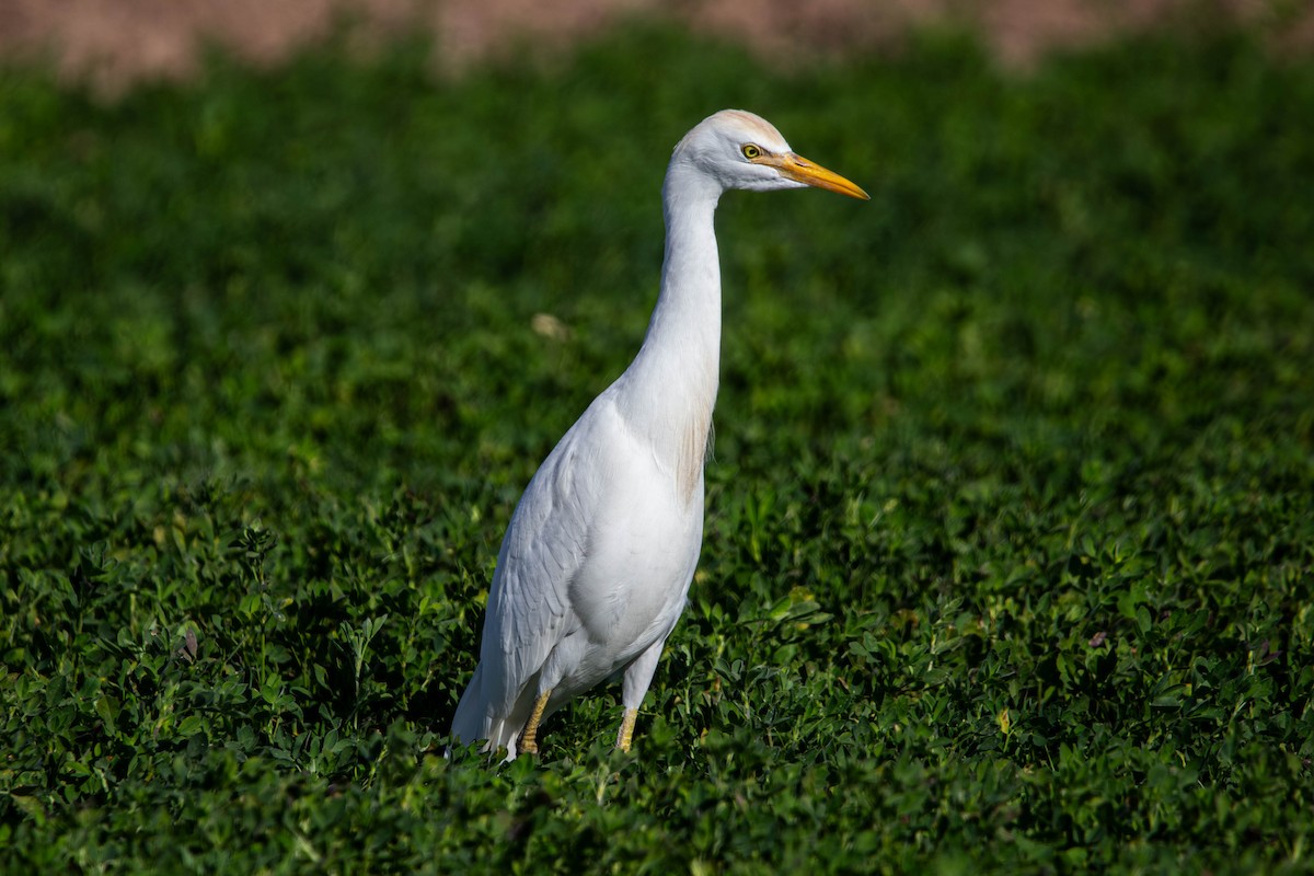Western Cattle-Egret - ML647381662
