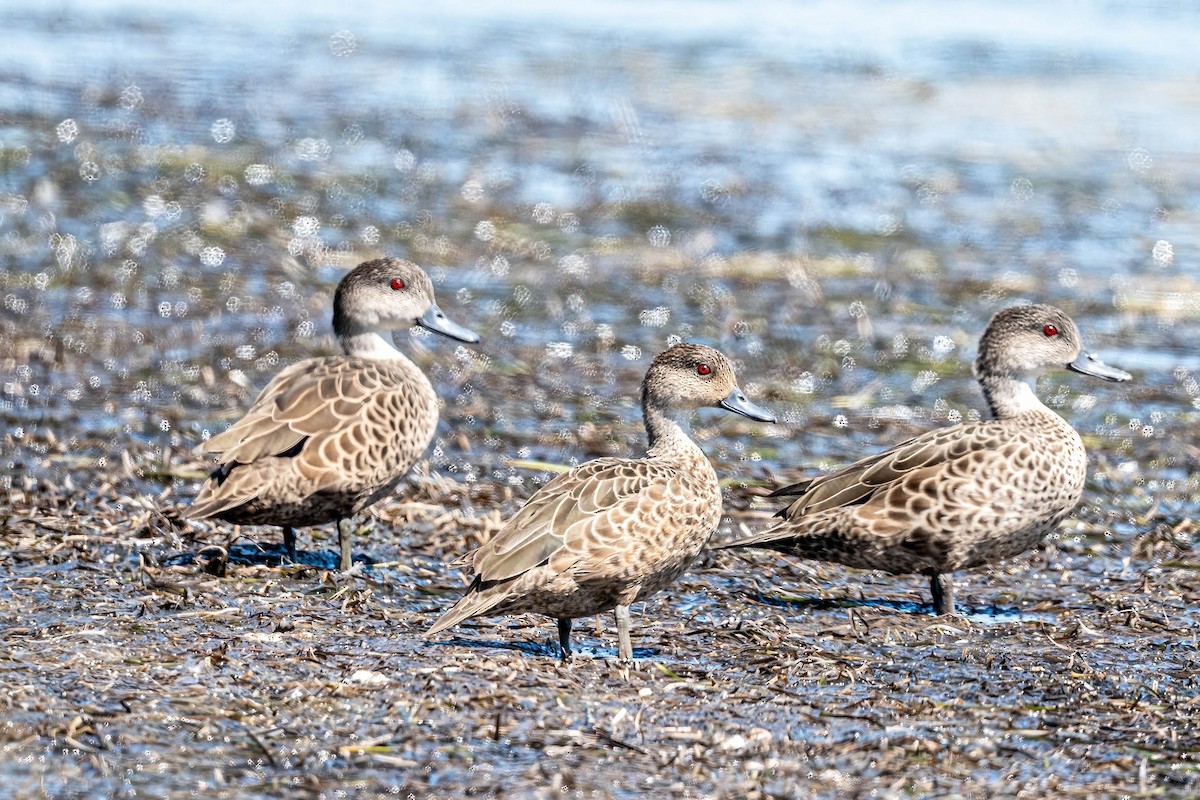 Sarcelle australasienne - ML647381674