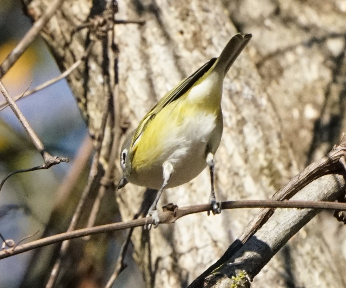Blue-headed Vireo - ML647381682