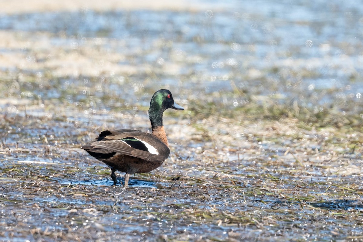 Chestnut Teal - ML647381693