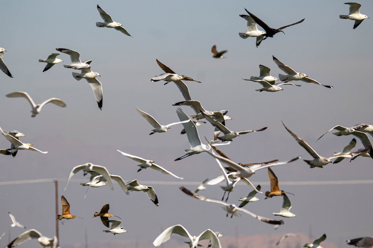 Ring-billed Gull - ML647381705