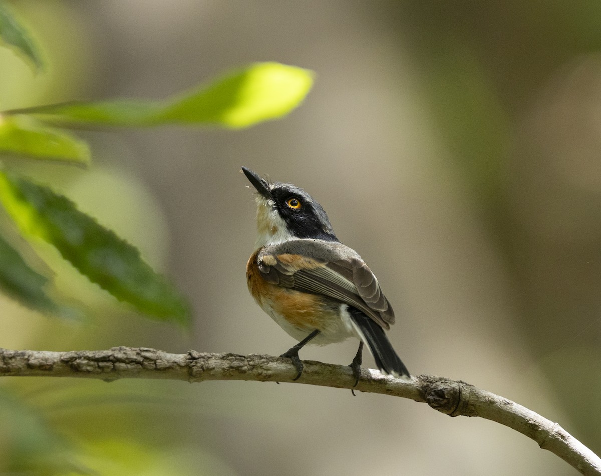ムナグロセワタビタキ（capensis） - ML647381709