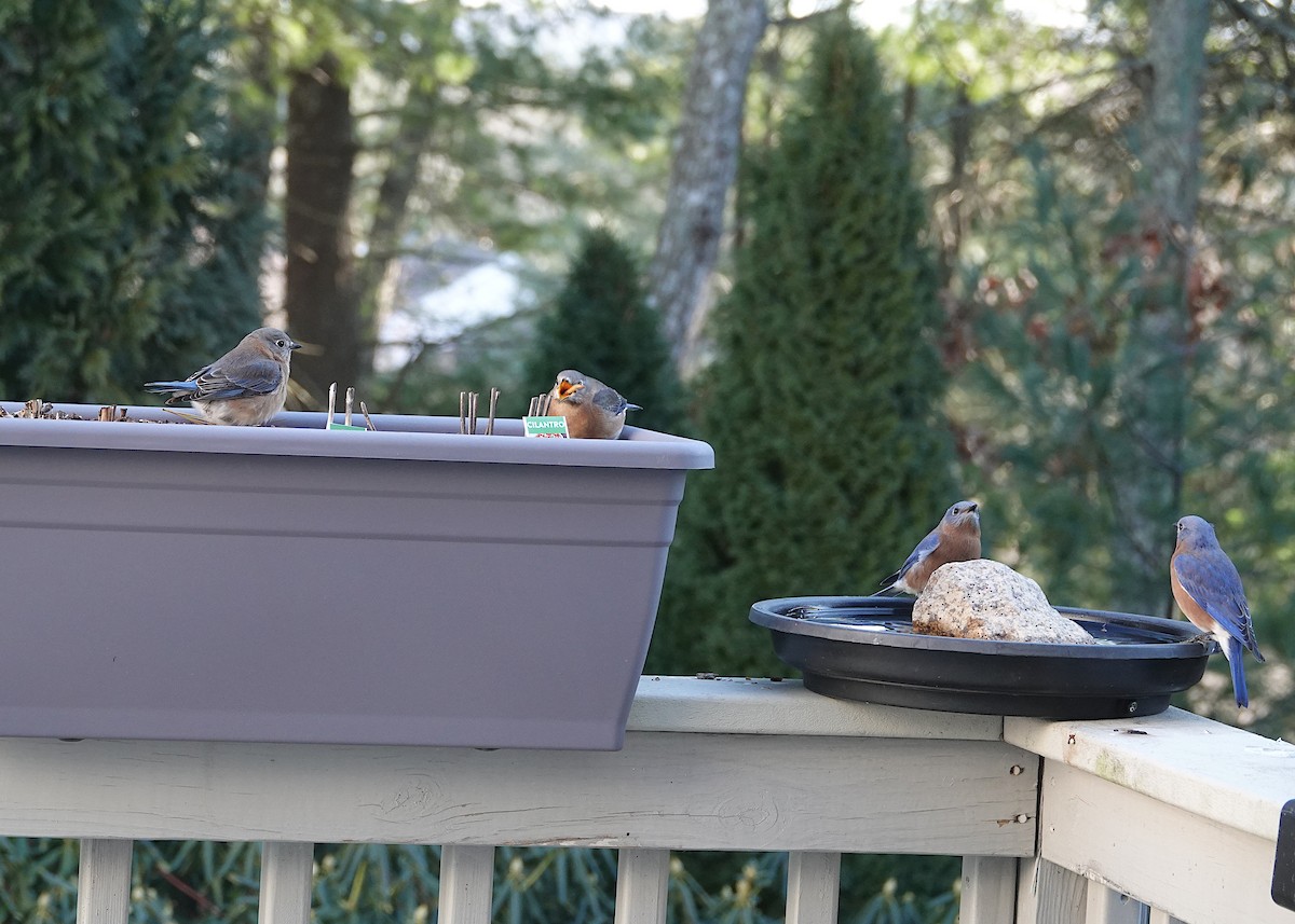 Eastern Bluebird - ML647381717