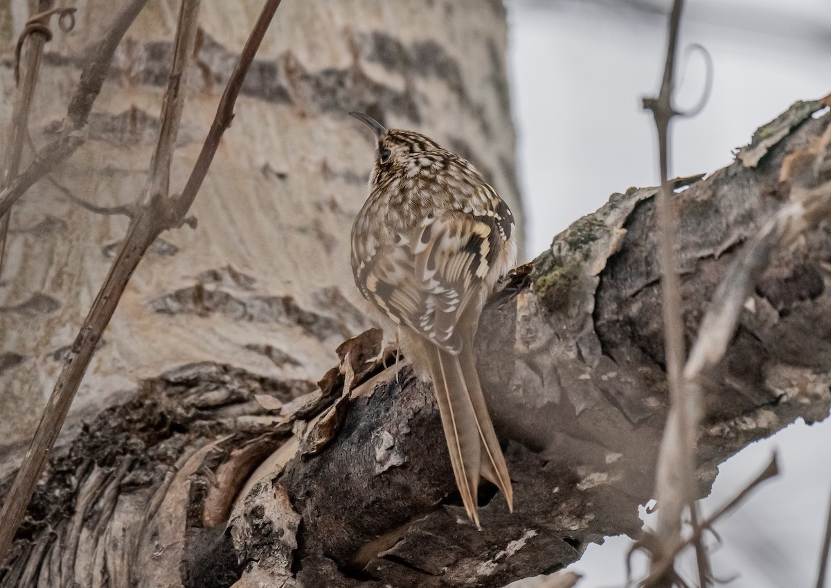 Amerika Tırmaşıkkuşu - ML647381725