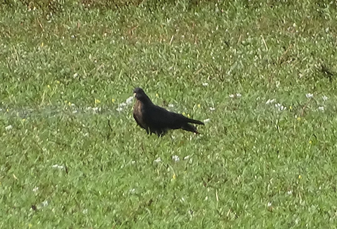 snegleglente - ML647381726