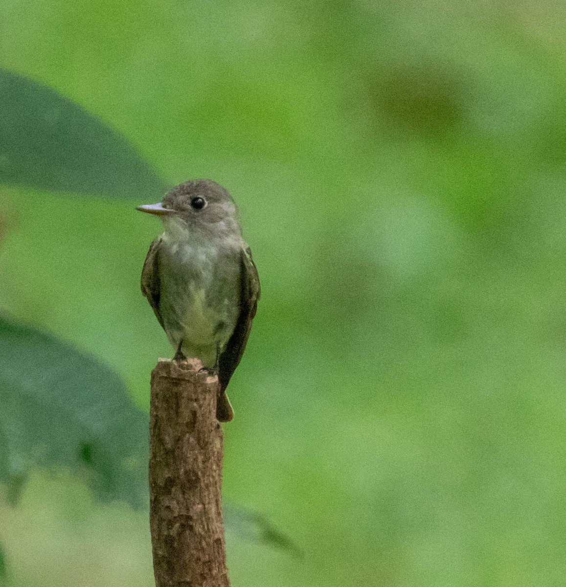 Eastern Wood-Pewee - ML647381741