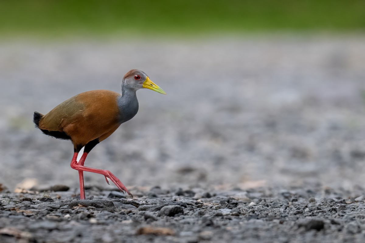 Russet-naped Wood-Rail - ML647381762
