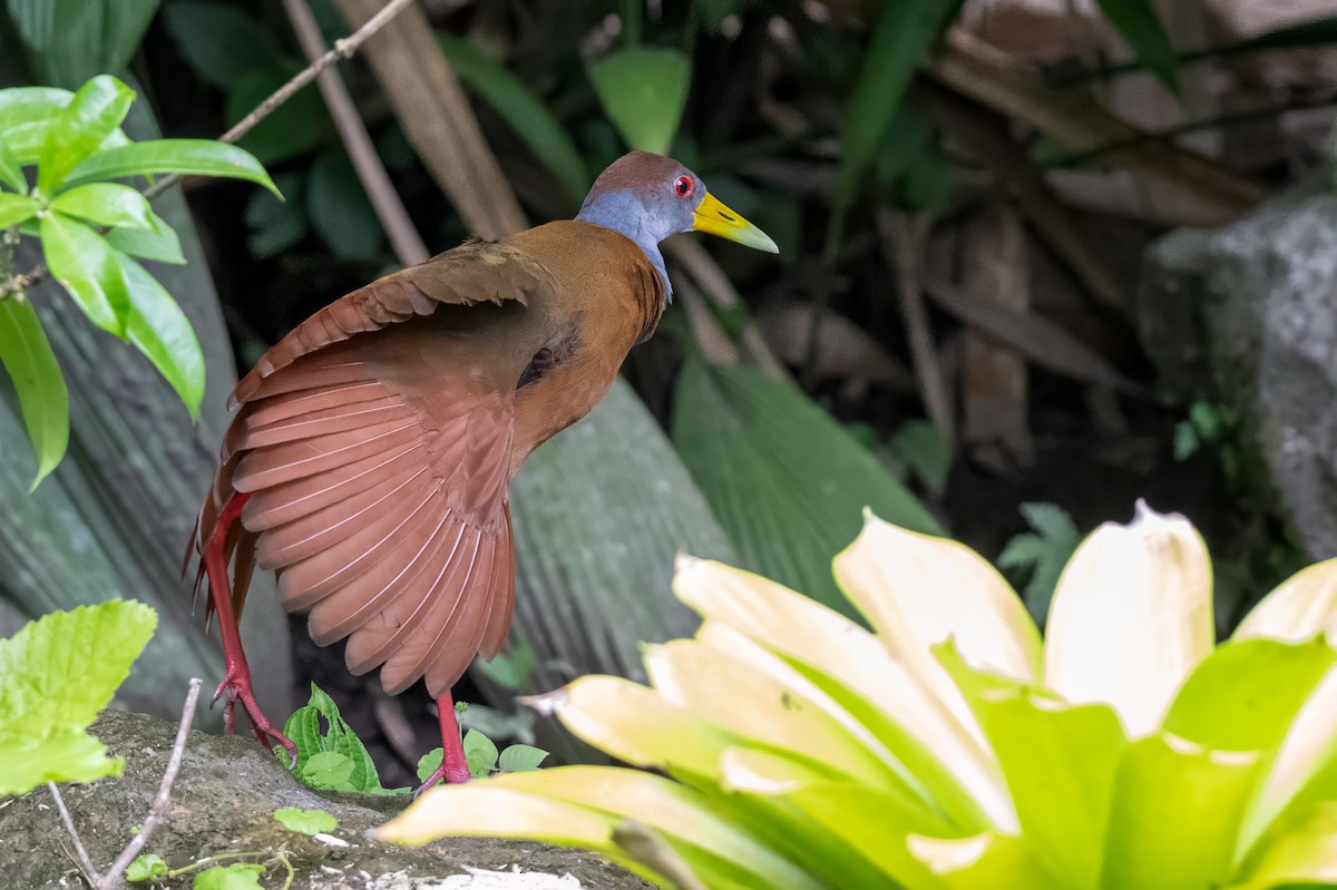 Russet-naped Wood-Rail - ML647381763