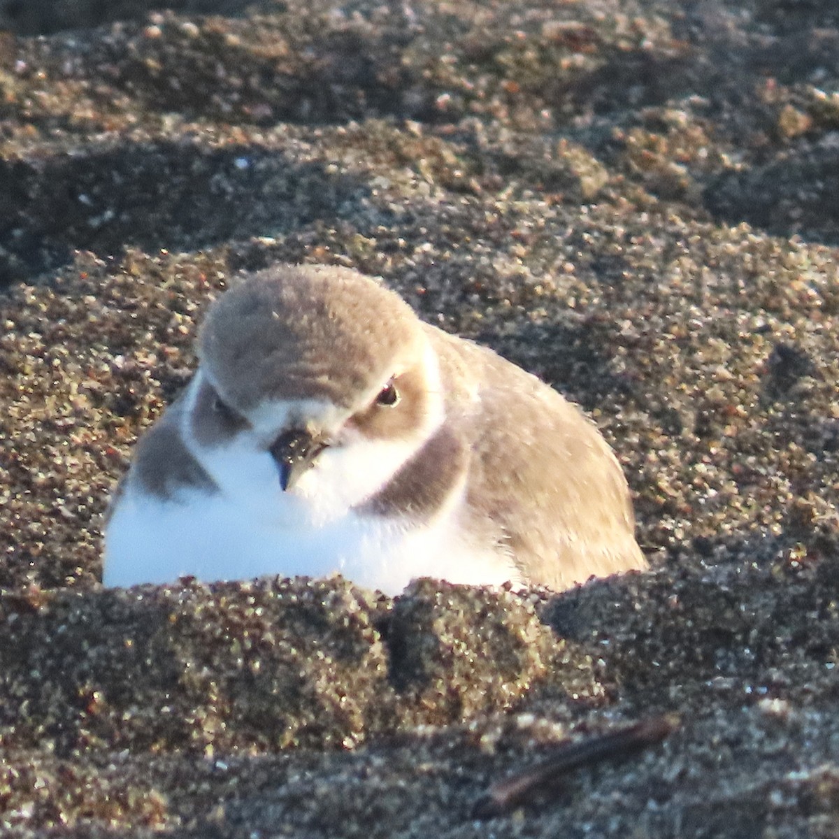 Snowy Plover - ML647381767
