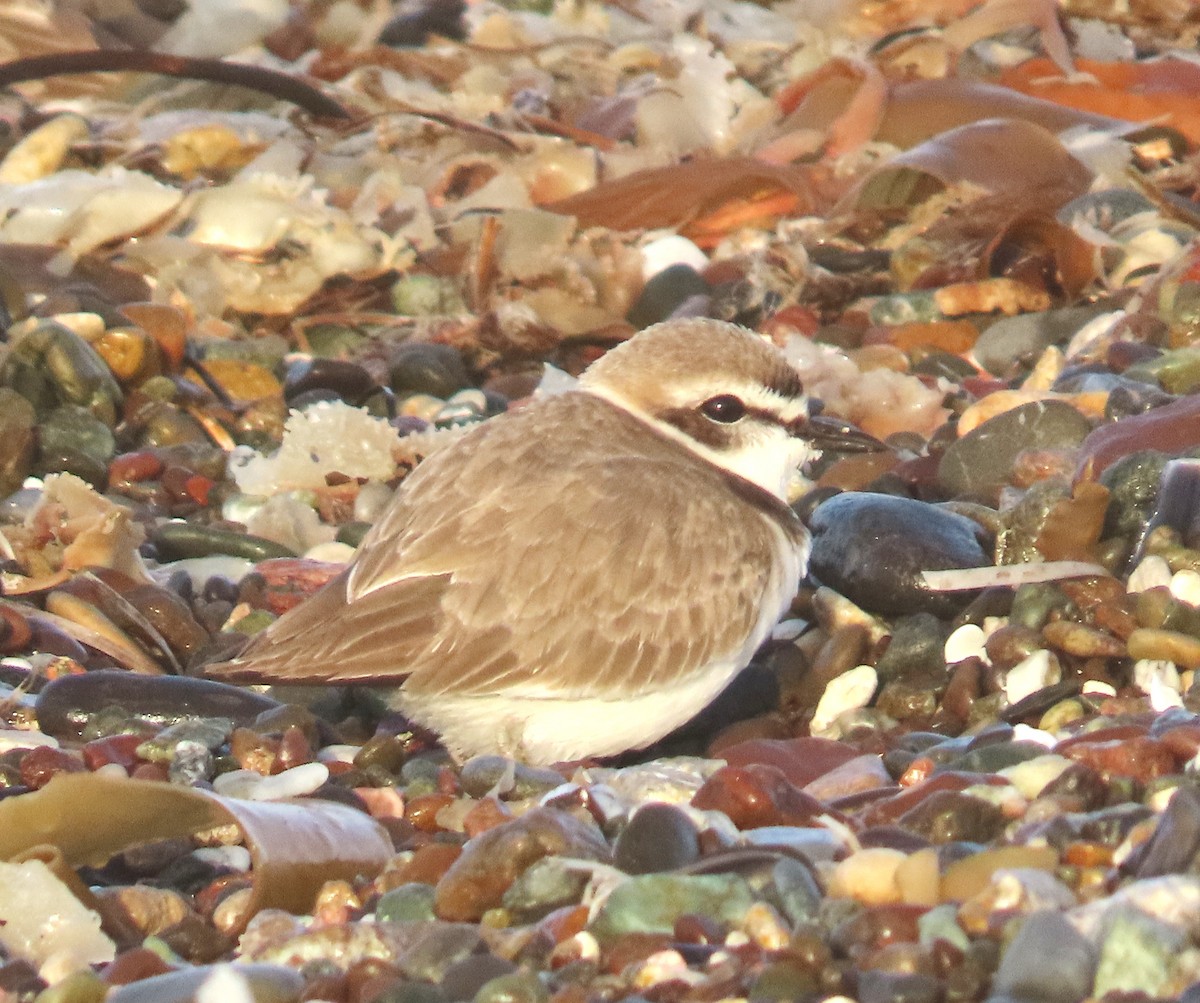 Snowy Plover - ML647381788