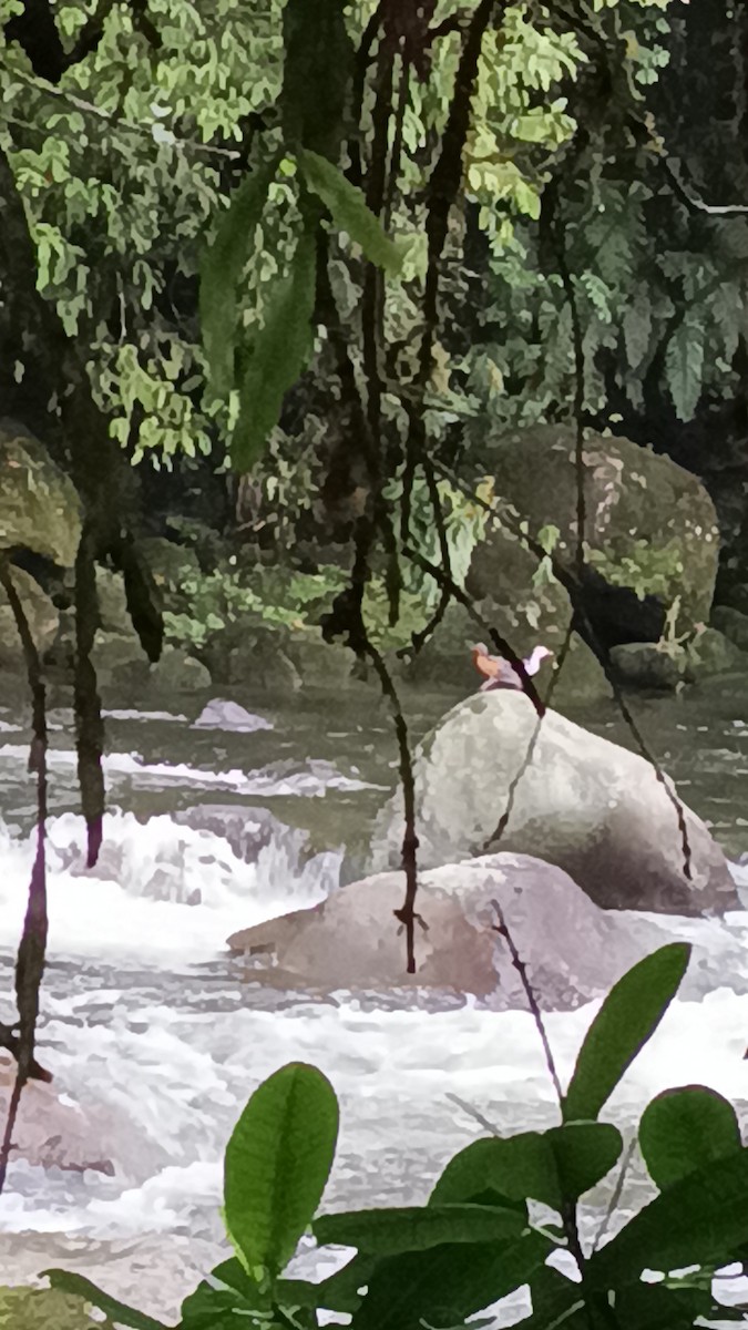 Torrent Duck - ML647381789