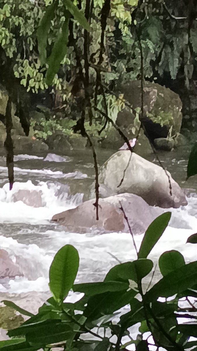 Torrent Duck - ML647381790