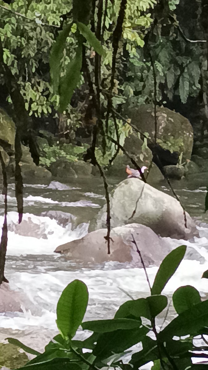 Torrent Duck - ML647381791