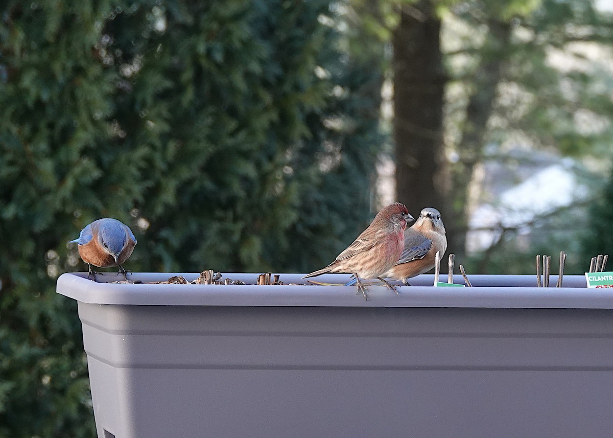 House Finch - ML647381795