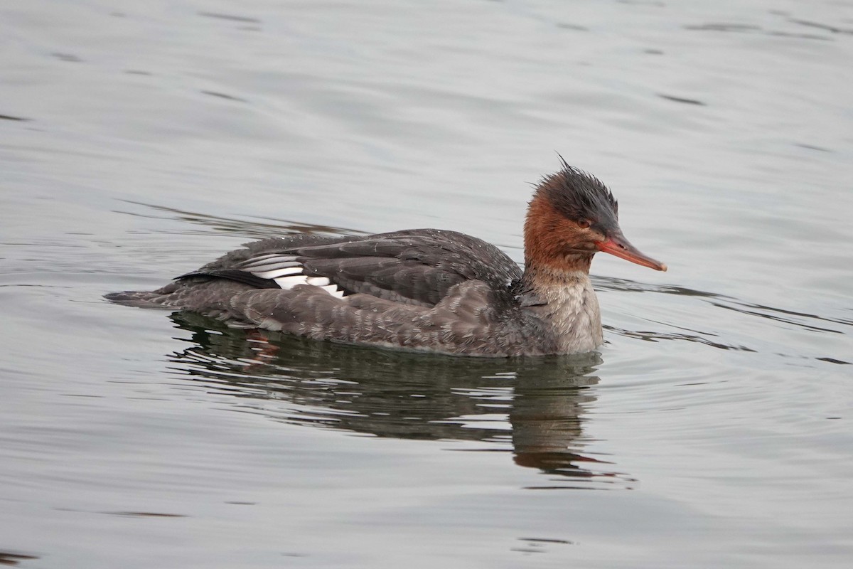 Serreta Mediana - ML647381805