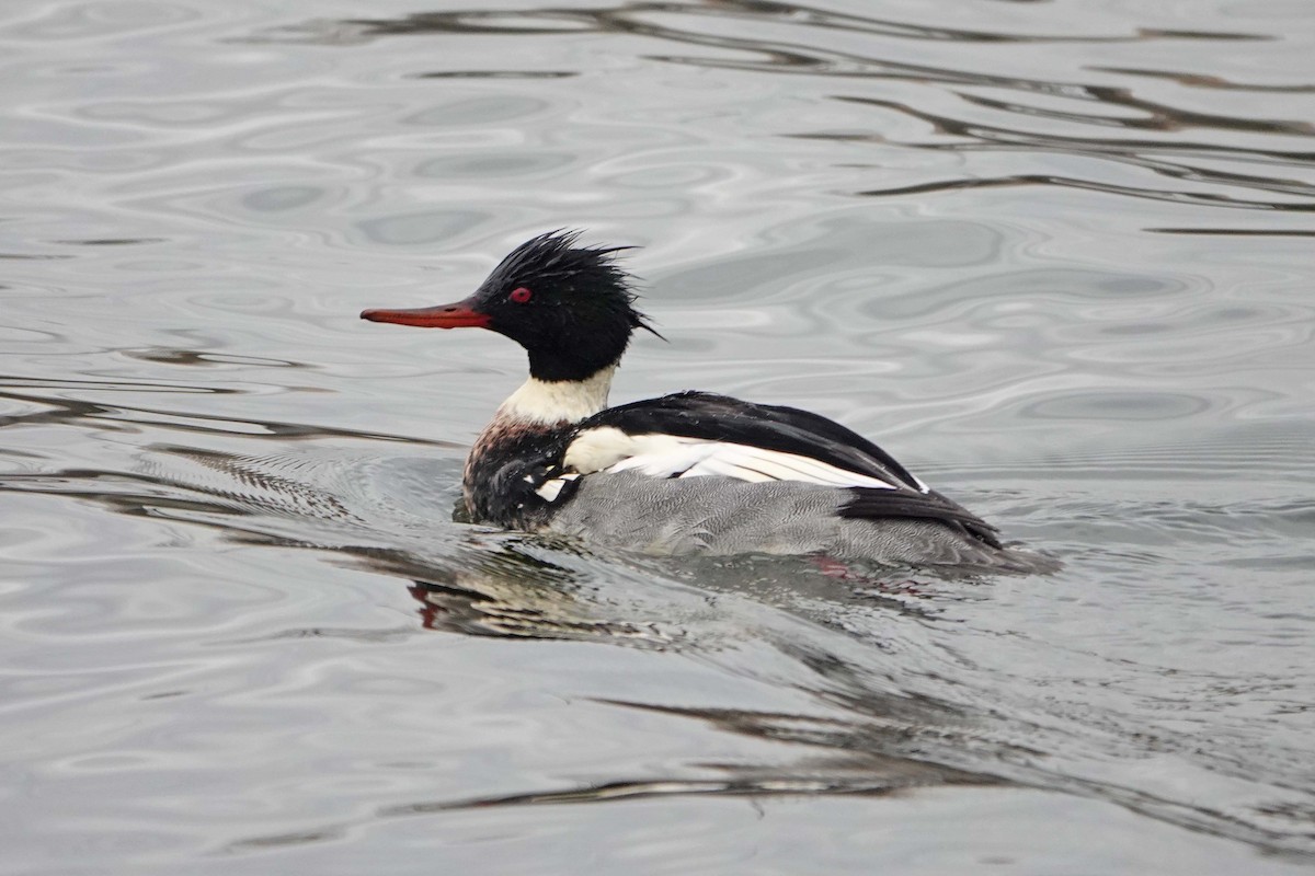 Serreta Mediana - ML647381806