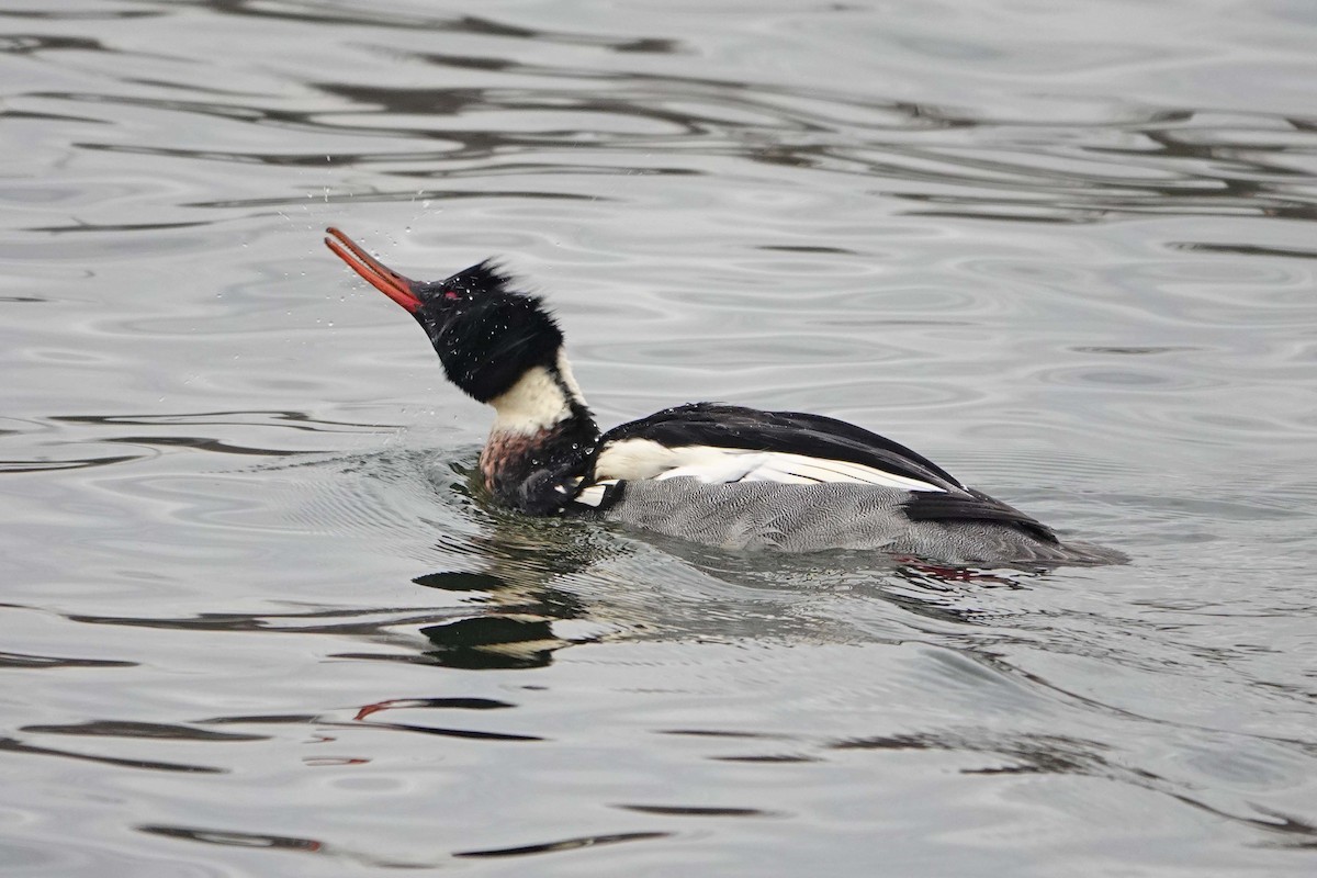 Serreta Mediana - ML647381807