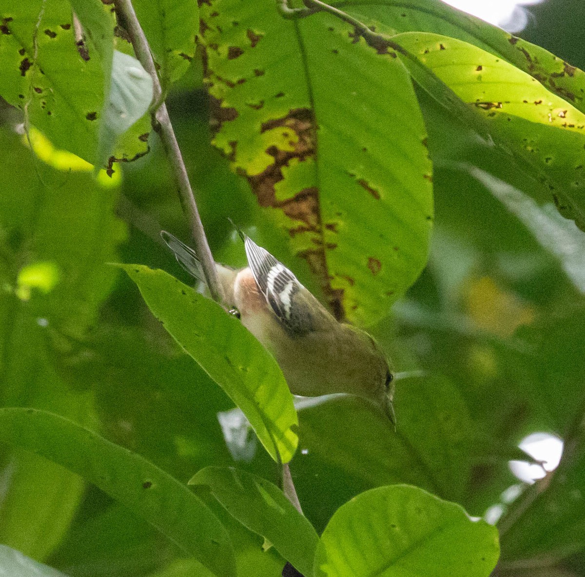 Reinita Castaña - ML647381808