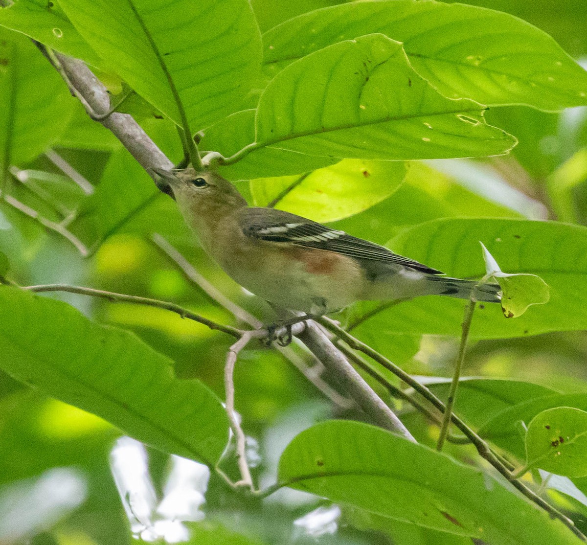 Reinita Castaña - ML647381809