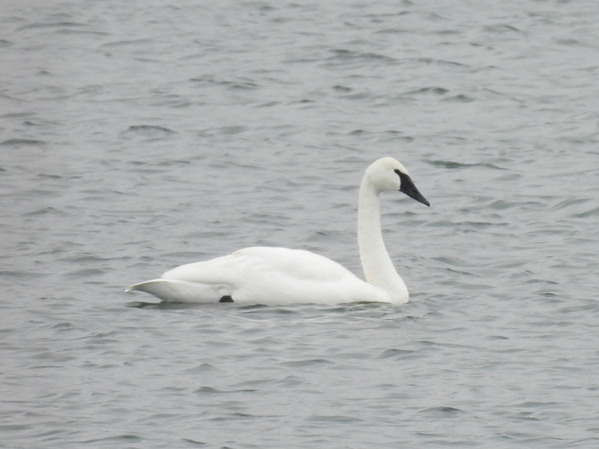 Trumpeter Swan - ML647381812