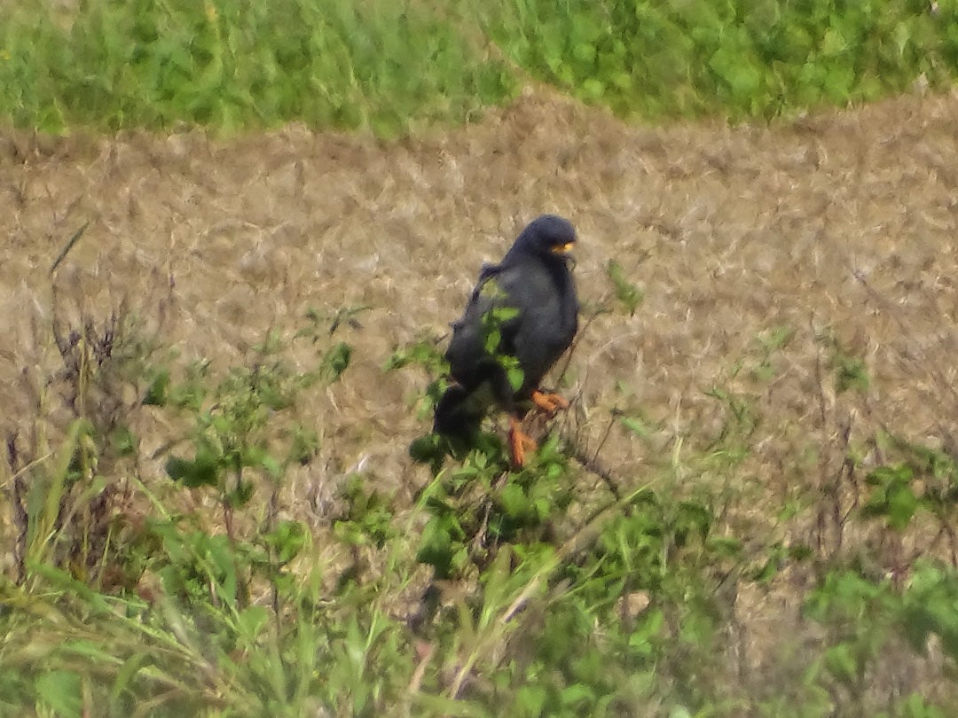 snegleglente - ML647381818